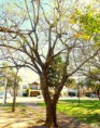 /album/esencia-natural-plaza-fleming-por-juan-andres-rodriguez/p1060810-jpg/