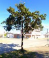 /album/esencia-natural-plaza-fleming-por-juan-andres-rodriguez/p1060814-jpg/