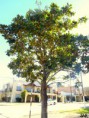 /album/esencia-natural-plaza-fleming-por-juan-andres-rodriguez/p1060815-jpg/