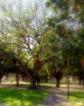 /album/esencia-natural-plaza-fleming-por-juan-andres-rodriguez/p1060818-jpg/