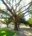 /album/esencia-natural-plaza-fleming-por-juan-andres-rodriguez/p1060820-jpg/