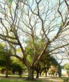 /album/esencia-natural-plaza-fleming-por-juan-andres-rodriguez/p1060822-jpg/