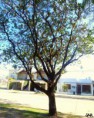 /album/esencia-natural-plaza-fleming-por-juan-andres-rodriguez/p1060833-jpg/