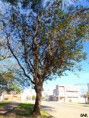 /album/esencia-natural-plaza-fleming-por-juan-andres-rodriguez/p1060834-jpg/