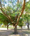/album/esencia-natural-plaza-fleming-por-juan-andres-rodriguez/p1060835-jpg/