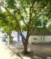 /album/esencia-natural-plaza-fleming-por-juan-andres-rodriguez/p1060842-jpg/