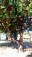 /album/esencia-natural-plaza-fleming-por-juan-andres-rodriguez/p1060846-jpg/