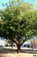 /album/esencia-natural-plaza-fleming-por-juan-andres-rodriguez/p1060847-jpg/
