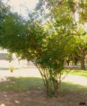 /album/esencia-natural-plaza-fleming-por-juan-andres-rodriguez/p1060854-jpg/