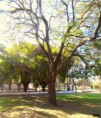 /album/esencia-natural-plaza-fleming-por-juan-andres-rodriguez/p1060865-jpg/
