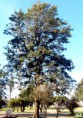 /album/esencia-natural-plaza-fleming-por-juan-andres-rodriguez/p1060872-jpg/