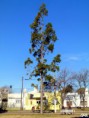 /album/esencia-natural-plaza-fleming-por-juan-andres-rodriguez/p1060879-jpg/