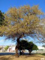 /album/esencia-natural-plaza-fleming-por-juan-andres-rodriguez/p1070252-jpg/