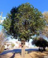 /album/esencia-natural-plaza-fleming-por-juan-andres-rodriguez/p1070261-jpg/