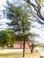 /album/esencia-natural-plaza-fleming-por-juan-andres-rodriguez/p1070274-jpg/