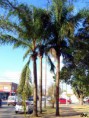 /album/esencia-natural-plaza-fleming-por-juan-andres-rodriguez/p1070277-jpg/