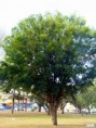 /album/esencia-natural-plaza-fleming-por-juan-andres-rodriguez/p1070297-jpg/