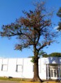 /album/esencia-natural-plaza-fleming-por-juan-andres-rodriguez/p1070311-jpg/