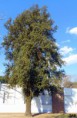 /album/esencia-natural-plaza-fleming-por-juan-andres-rodriguez/p1070312-jpg/